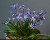 <em>Hyacinthoides vincentina</em>